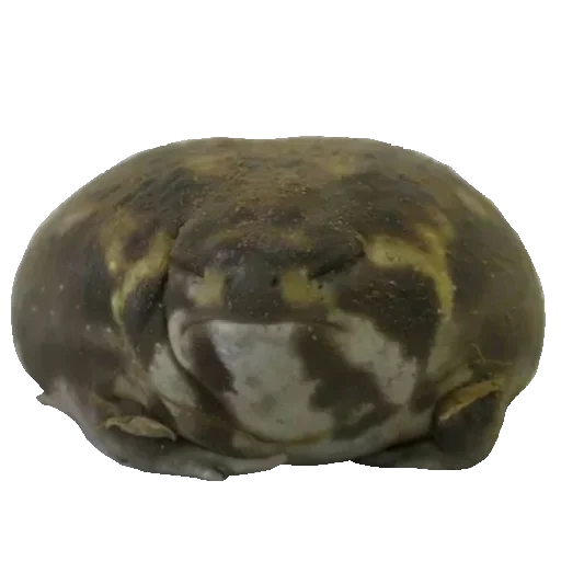 🐸 Стикер «Toad» для Telegram