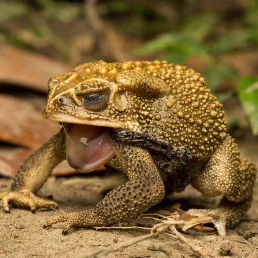 🐸 Стикер «Toads and Frogs» для Telegram