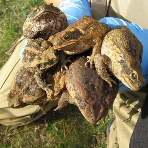 🐸 Стикер «Toads and Frogs» для Telegram