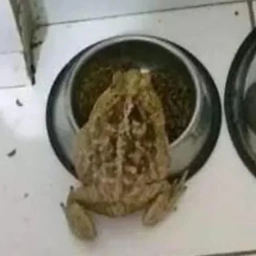 🐸 Стикер «Toads and Frogs» для Telegram