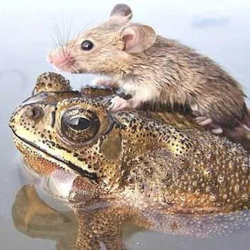 🐸 Стикер «Toads and Frogs» для Telegram