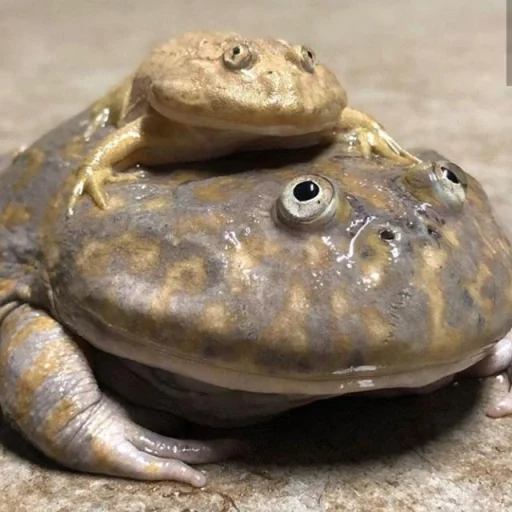 🐸 Стикер «Toads and Frogs» для Telegram
