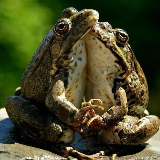 🐸 Стикер «Toads and Frogs» для Telegram