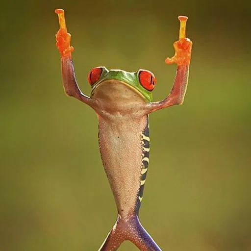 🐸 Стикер «Toads and Frogs» для Telegram