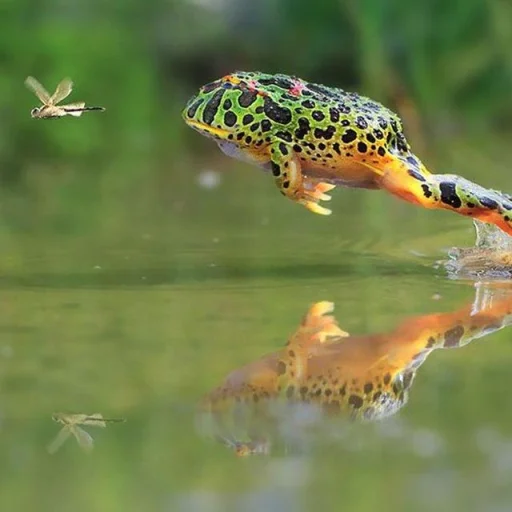 🐸 Стикер «Toads and Frogs» для Telegram