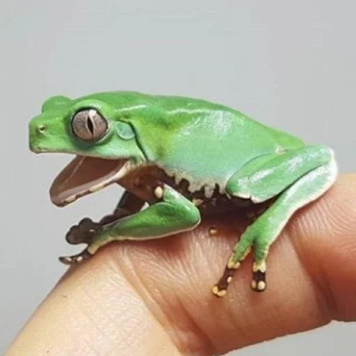 🐸 Стикер «Toads and Frogs» для Telegram