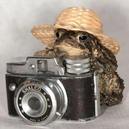 🐸 Стикер «Toads and Frogs» для Telegram