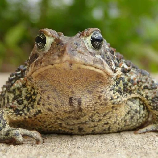 🐸 Стикер «Toads and Frogs» для Telegram