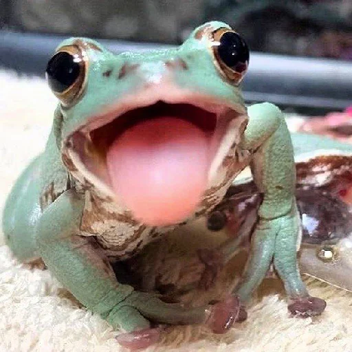 🐸 Стикер «Toads and Frogs» для Telegram