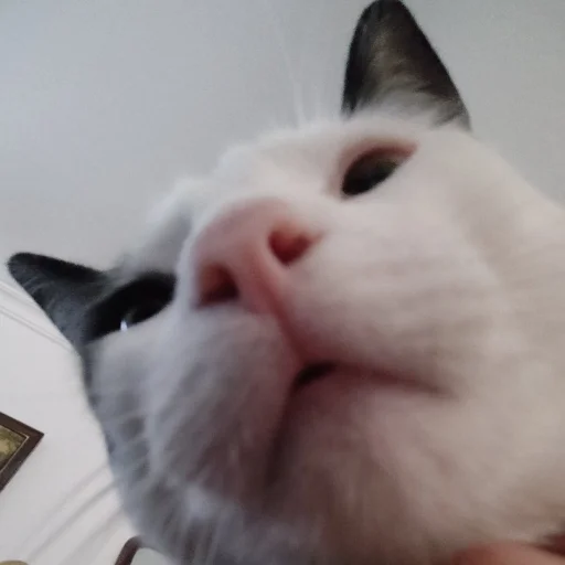 🐈 Стикер «Tobi Super Deluxe Stickers Part 2 Electric Boogaloo» для Telegram