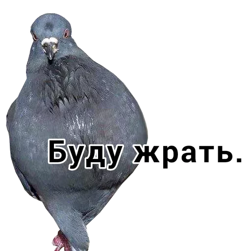 🤤 Стикер «Томыч» для Telegram