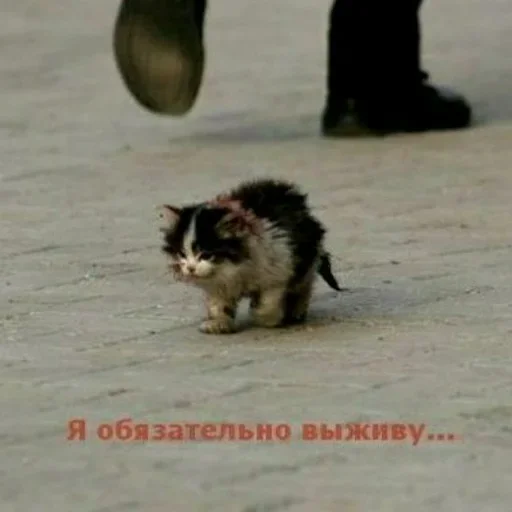 📶 Стикер «взлом жопы» для Telegram