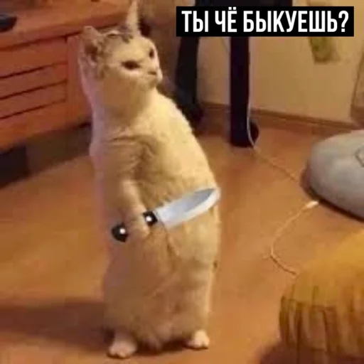 🤨 Стикер «задолбанные котики» для Telegram