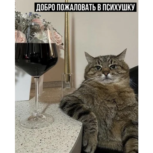😏 Стикер «задолбанные котики» для Telegram