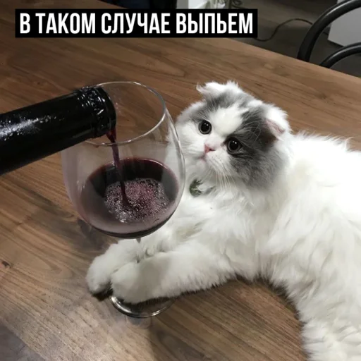 🍷 Стикер «задолбанные котики» для Telegram