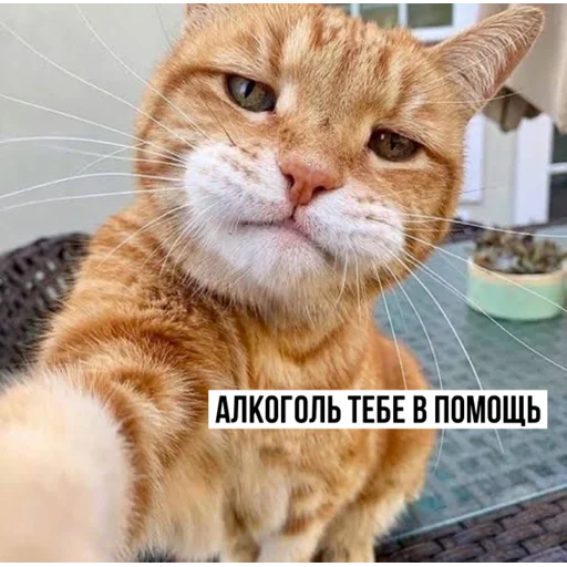 😏 Стикер «задолбанные котики» для Telegram