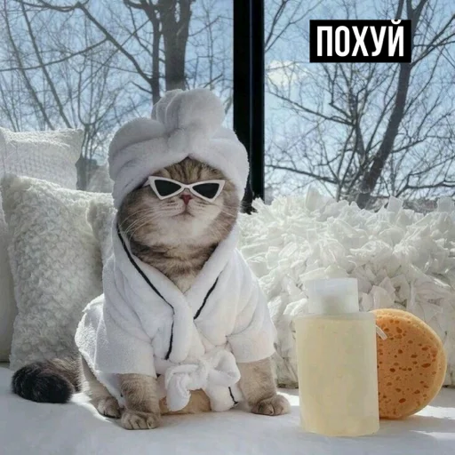 😎 Стикер «задолбанные котики» для Telegram