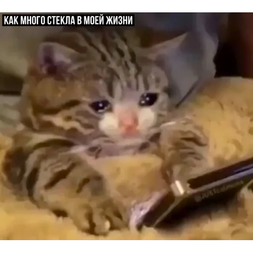 😥 Стикер «задолбанные котики» для Telegram