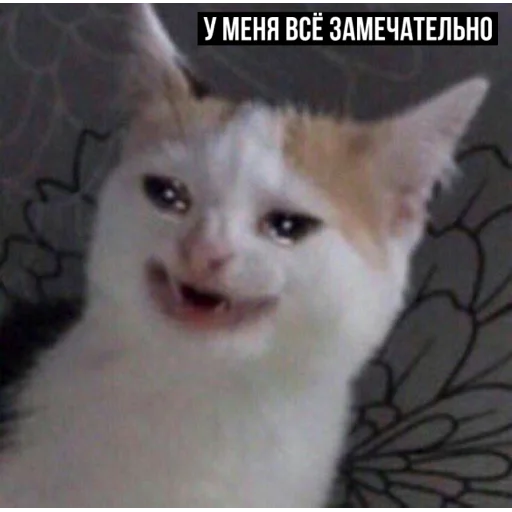 😅 Стикер «задолбанные котики» для Telegram