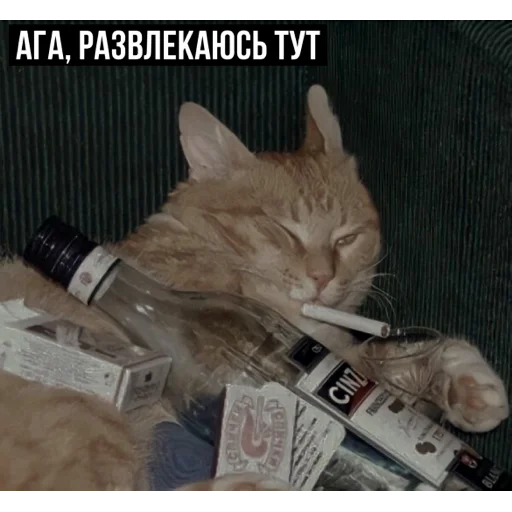 😏 Стикер «задолбанные котики» для Telegram