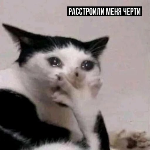 😢 Стикер «задолбанные котики» для Telegram