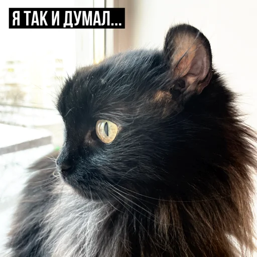 😒 Стикер «задолбанные котики» для Telegram