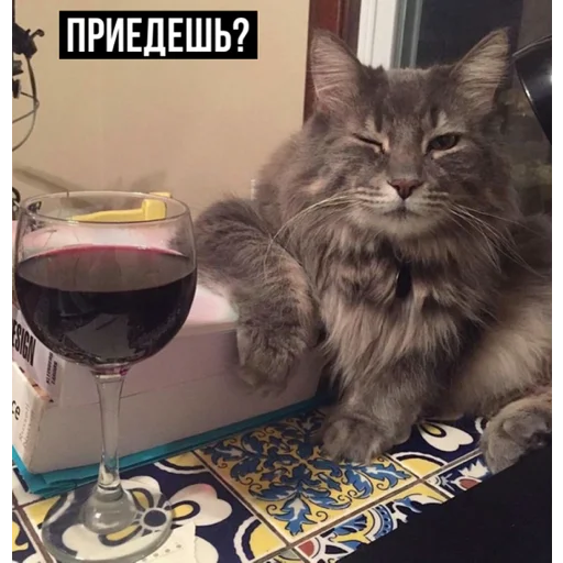 😏 Стикер «задолбанные котики» для Telegram