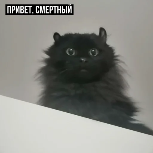 😐 Стикер «задолбанные котики» для Telegram