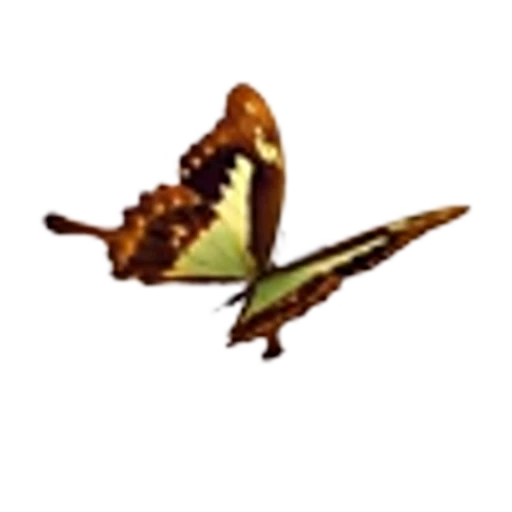 🦋 Эмодзи «Butterfly» для Telegram