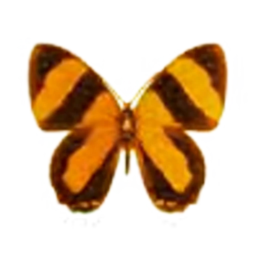 🦋 Эмодзи «Butterfly» для Telegram