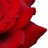 🤩 Эмодзи «Red Mixed» для Telegram
