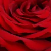 🤩 Эмодзи «Red Mixed» для Telegram