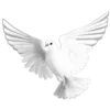 🕊️ Эмодзи «Белый шрифт» для Telegram