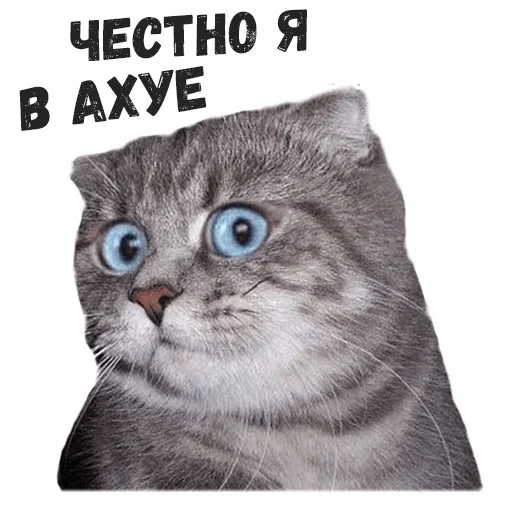 🤨 Стикер «Пушистые» для Telegram