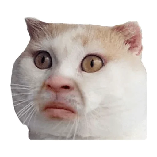 😶 Стикер «Пушистые» для Telegram