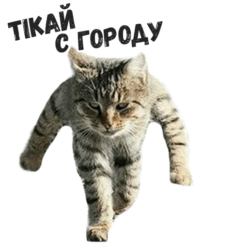 😡 Стикер «Пушистые» для Telegram