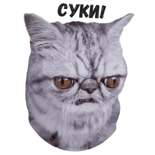 😠 Стикер «Пушистые» для Telegram