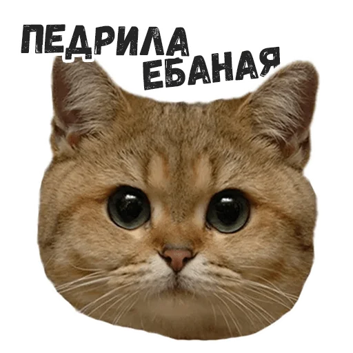 😐 Стикер «Пушистые» для Telegram