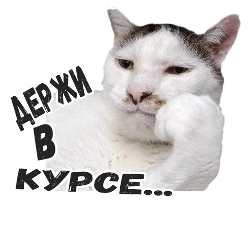 😶 Стикер «Пушистые» для Telegram
