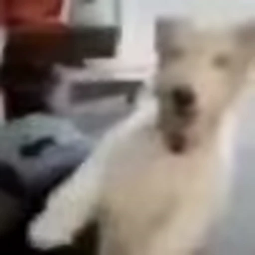 🐶 Эмодзи «Funny memes» для Telegram