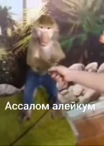 Стикерпак «collection» для Telegram — обложка