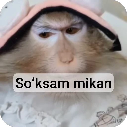 🌟 Стикер «collection» для Telegram