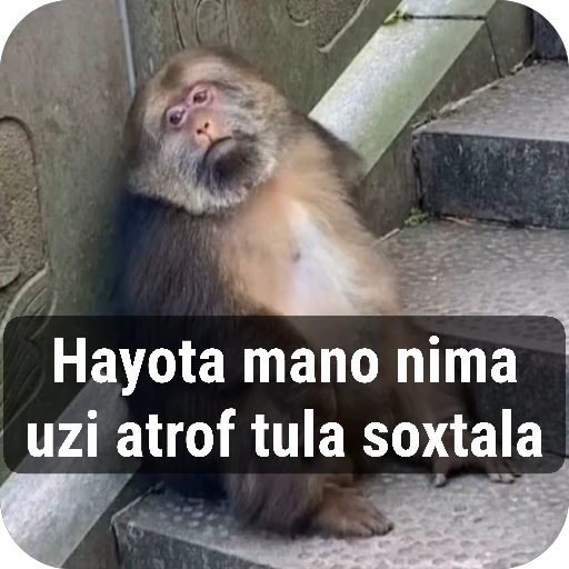 🌟 Стикер «collection» для Telegram
