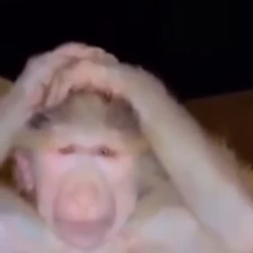 🐵 Стикер «collection» для Telegram