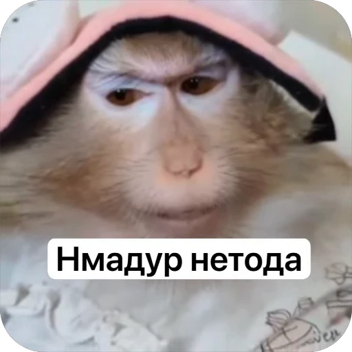 🥰 Стикер «collection» для Telegram