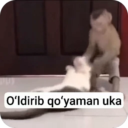 🌟 Стикер «collection» для Telegram