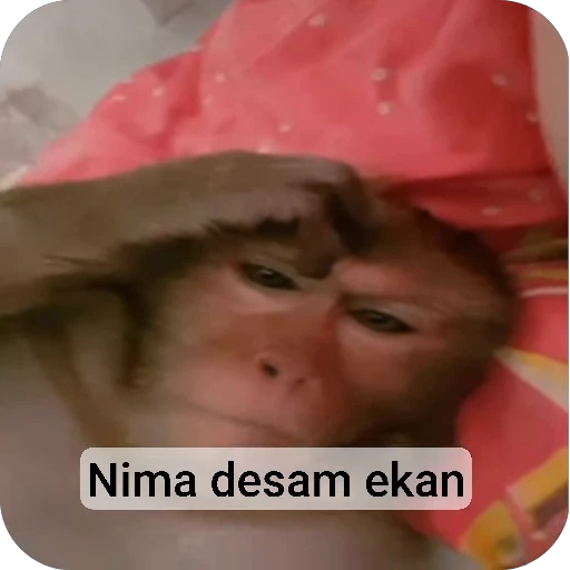 🤔 Стикер «collection» для Telegram