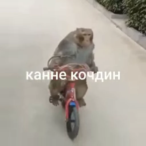 🌟 Стикер «collection» для Telegram