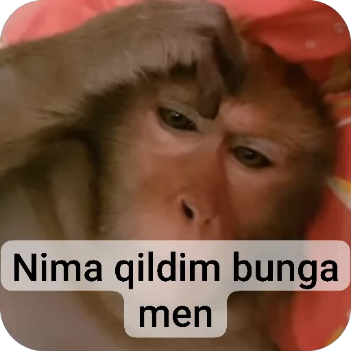 🌟 Стикер «collection» для Telegram