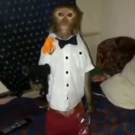 🐵 Стикер «collection» для Telegram